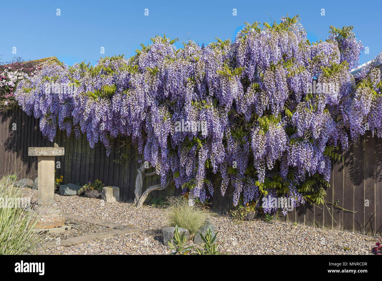 Wisteria shrub in full flower in springtime covering and hiding a garden fence. Stock Photo