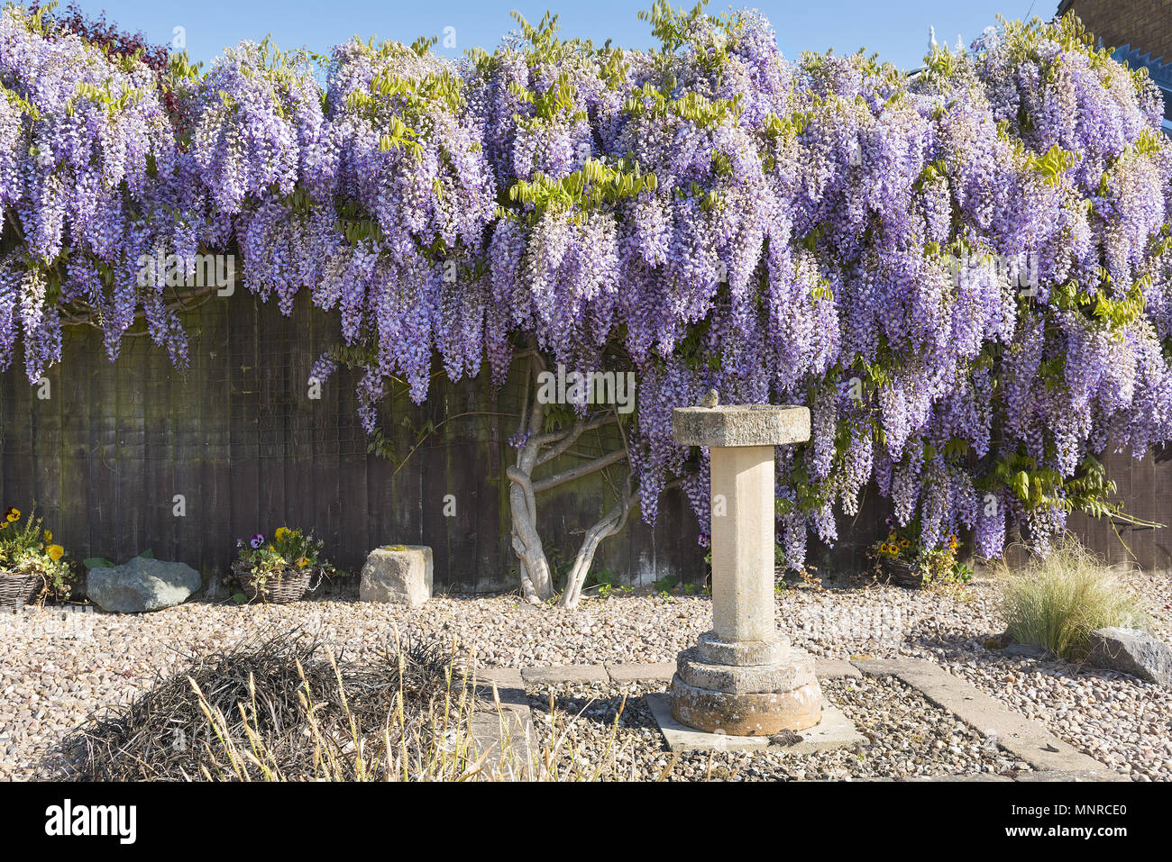 Wisteria shrub in full flower in springtime covering and hiding a garden fence. Stock Photo