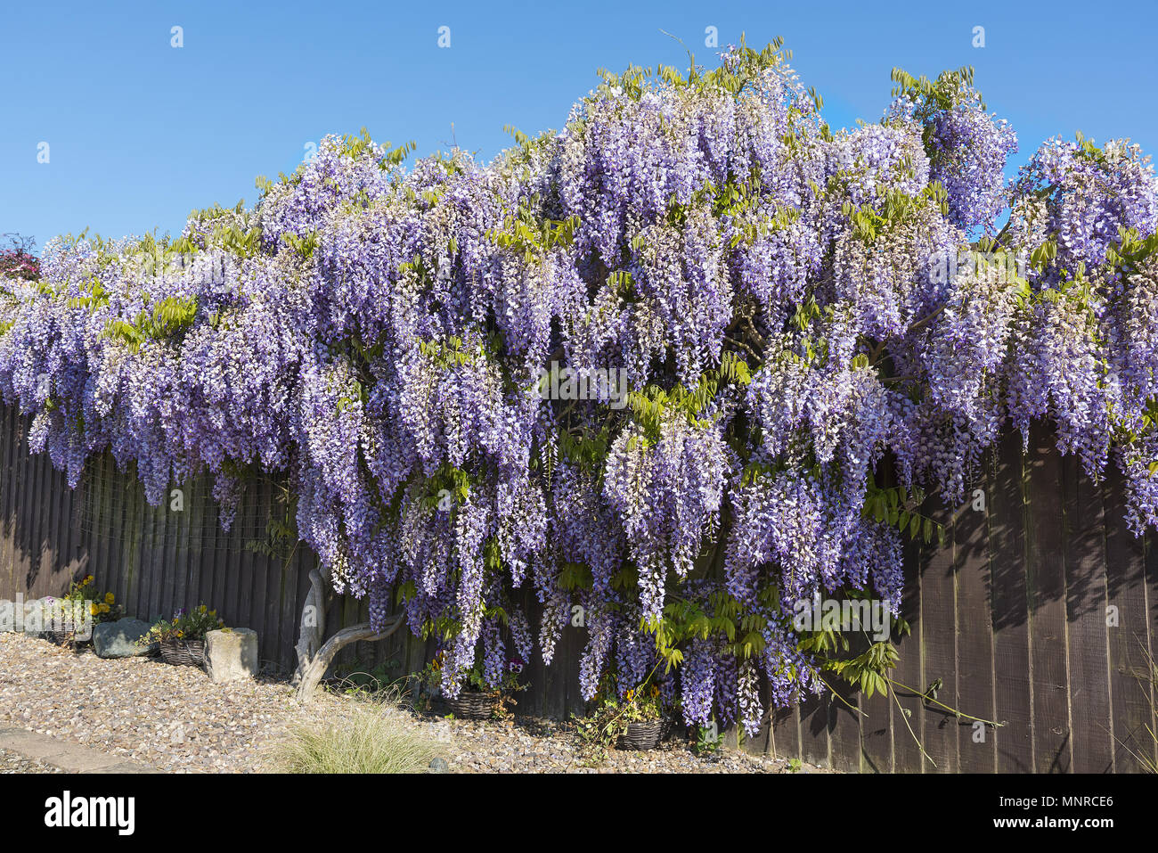 Wisteria shrub in full flower in springtime covering and hiding a garden fence. Stock Photo