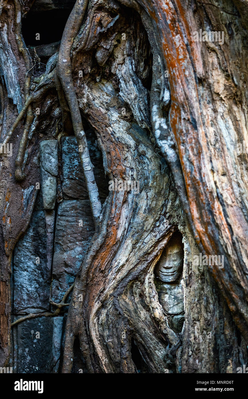 Ancient stone statue hidden in tree roots in Angkor Archeological area in Cambodia Stock Photo