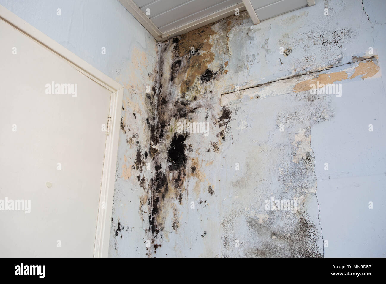 Water damage causing mold growth on the interior walls of a property Stock Photo Alamy