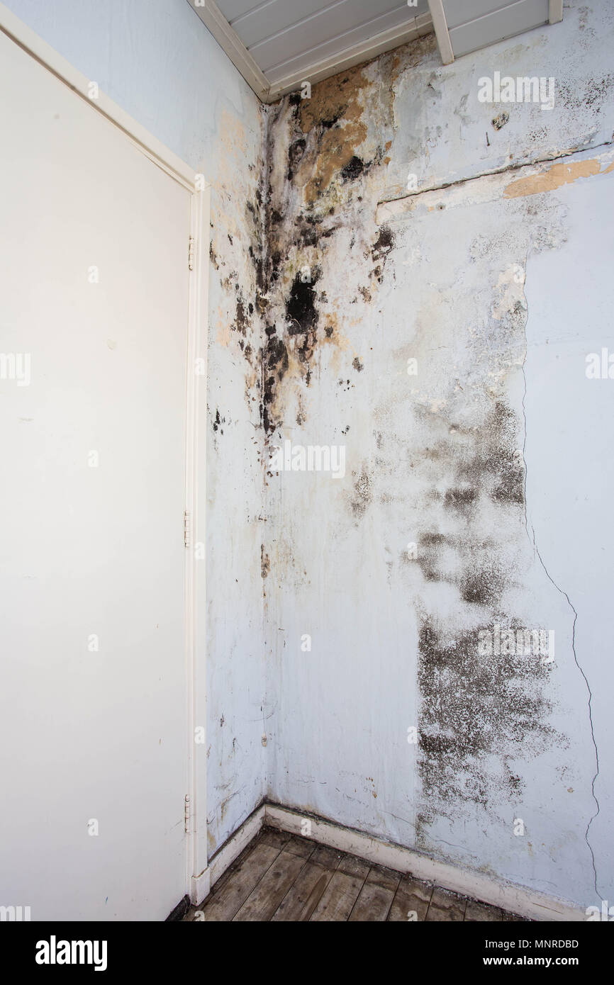 Water damage causing mold growth on the interior walls of a property Stock Photo Alamy