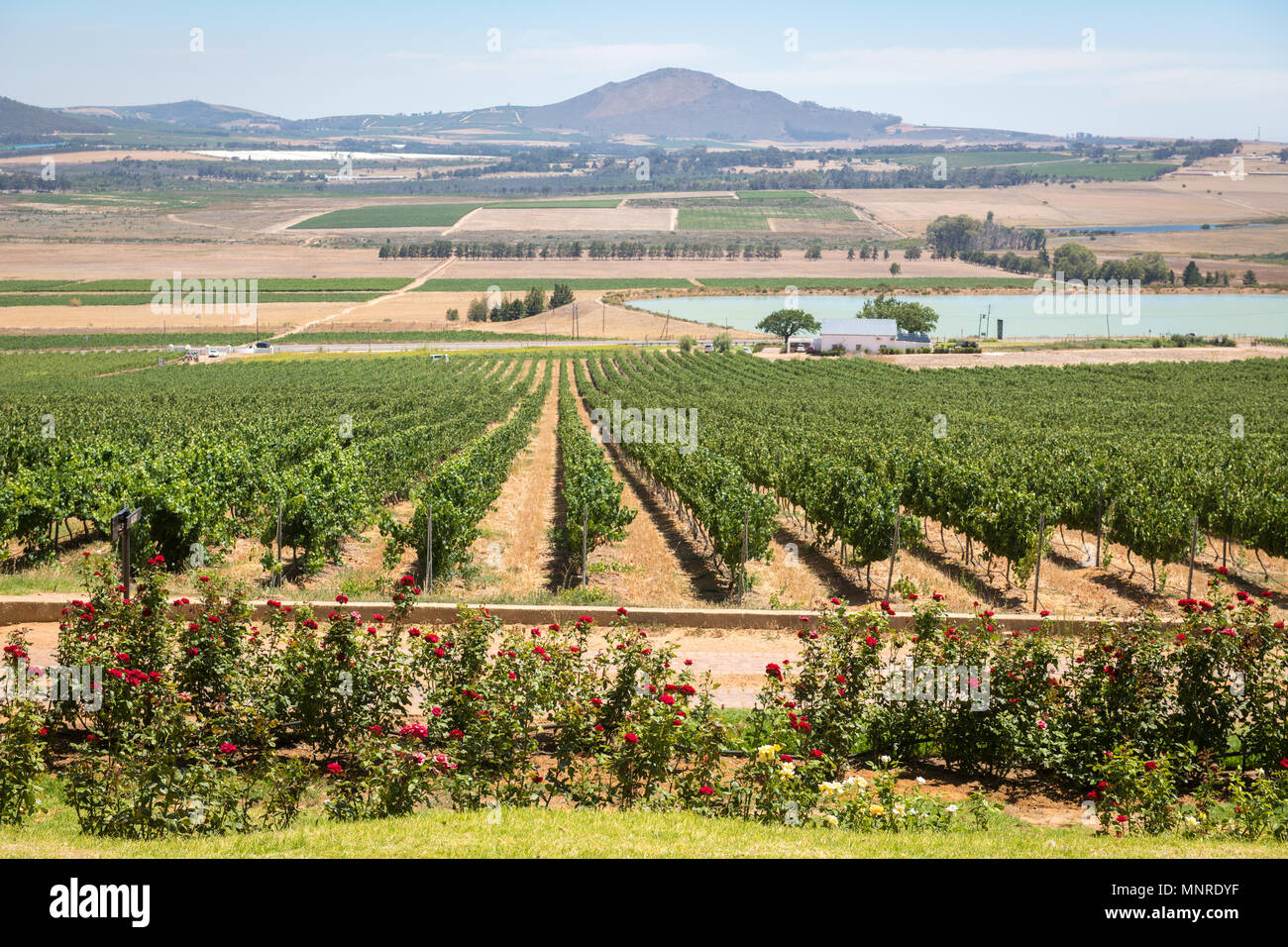 Rows of grapevines at expansive vineyard located in the slops of Paarl Mountains, Cape Town