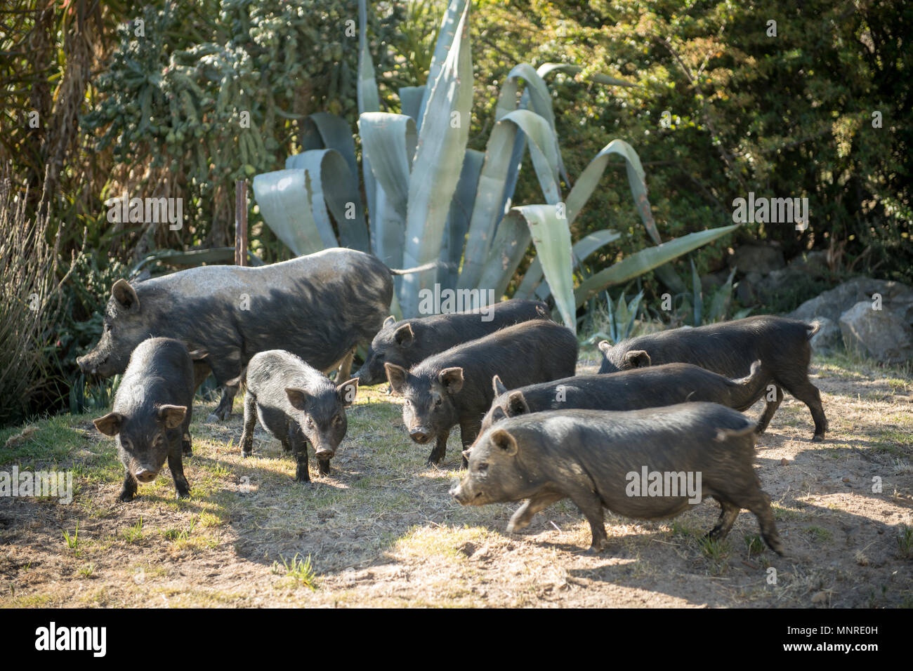 Herd of young pigs roam around with their mother sow, Cape Town, South Africa Stock Photo