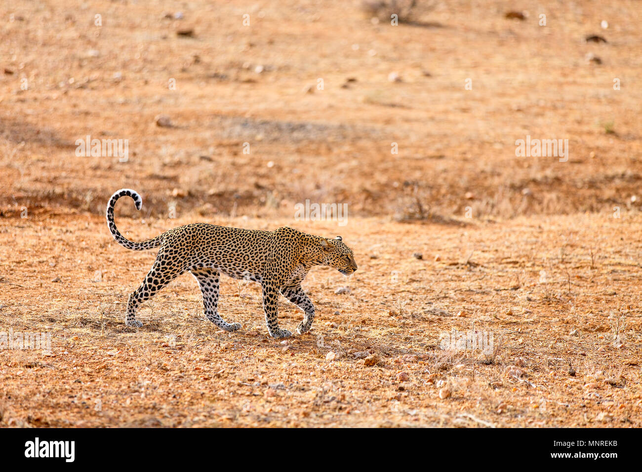 Wild leopard in morning light in Kenya Africa Stock Photo