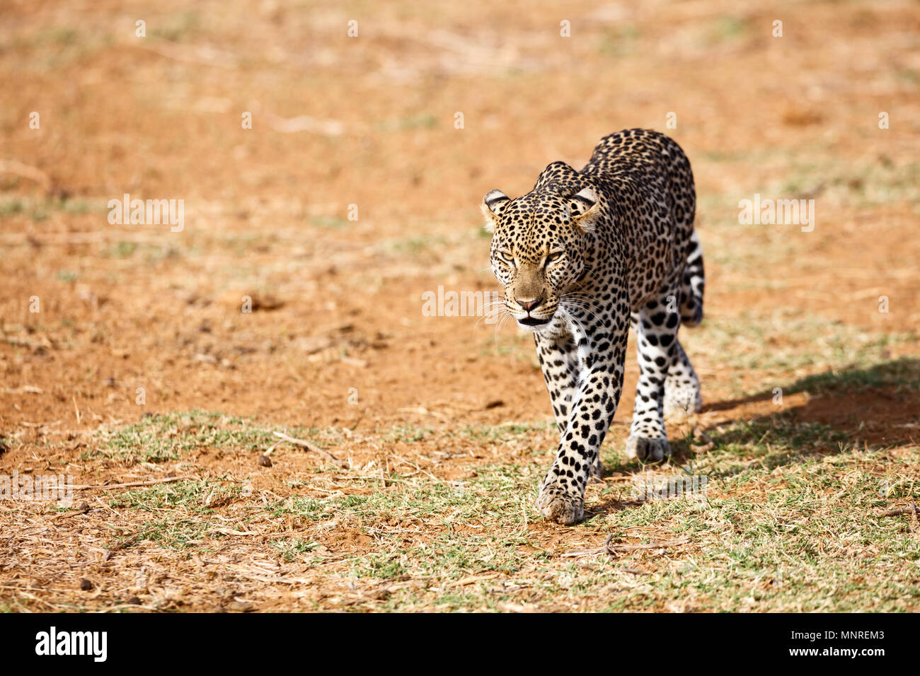 Wild leopard in morning light in Kenya Africa Stock Photo
