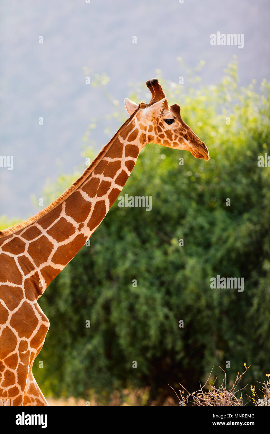 Reticulated giraffe one of Samburu special five Kenya Africa Stock Photo
