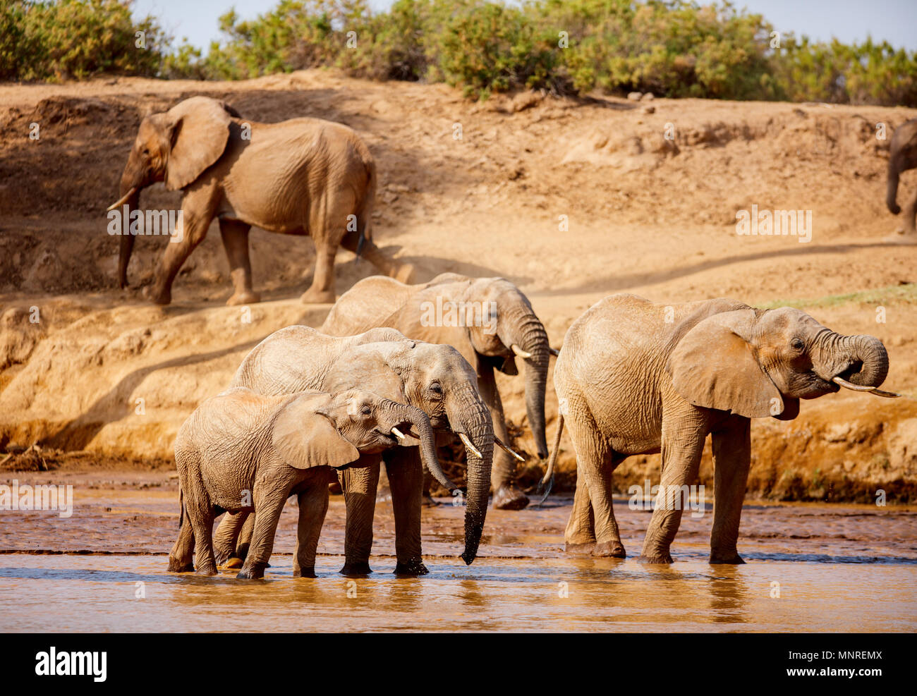 Wild elephants at riverbed drinking water Stock Photo