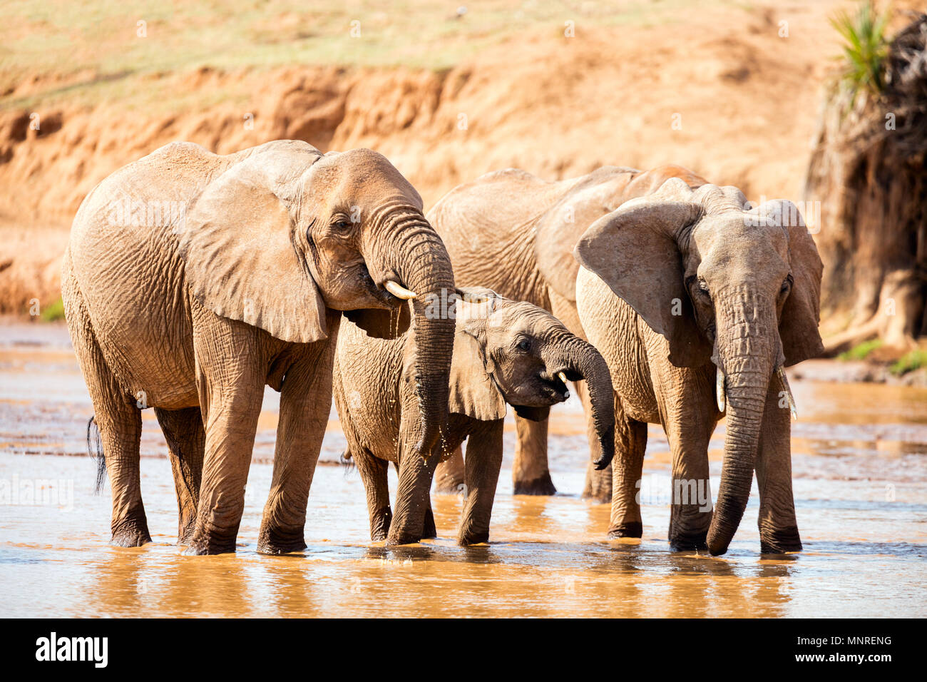 Wild elephants at riverbed drinking water Stock Photo
