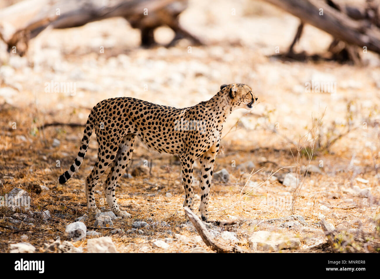 Beautiful cheetah in Samburu National park in Kenya Stock Photo