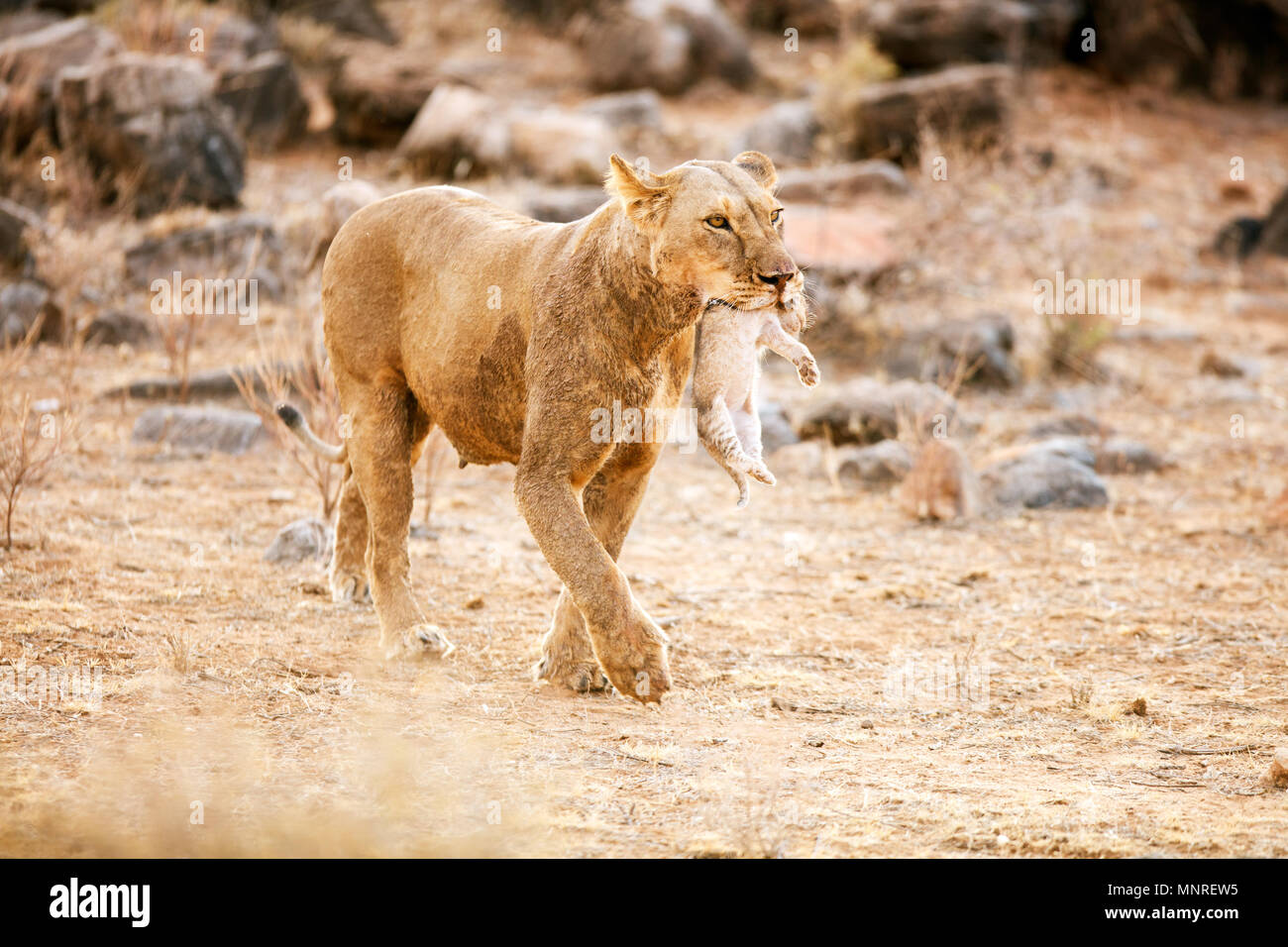 Close up of lioness carrying cub in her mouth in national reserve in Kenya Stock Photo