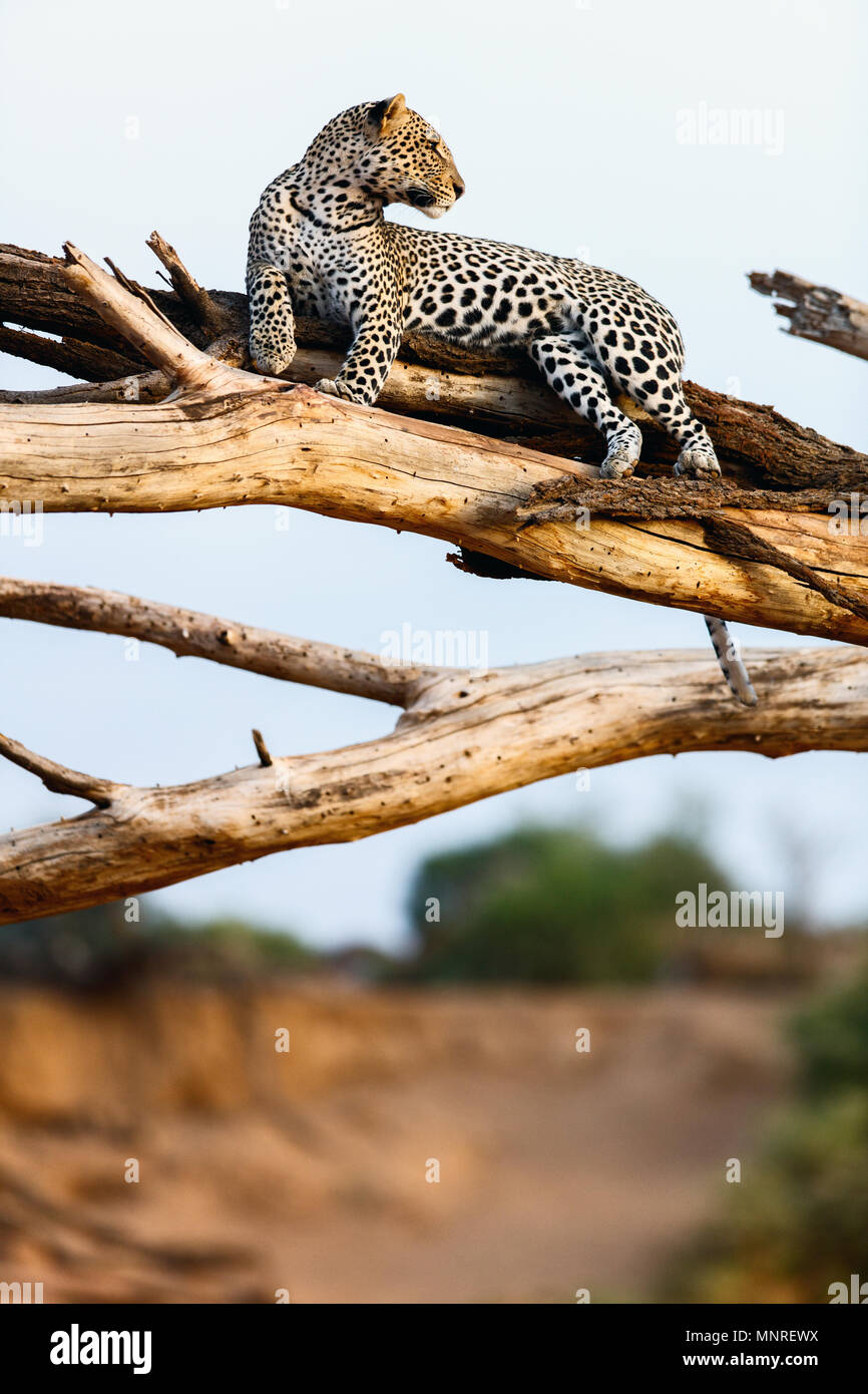 Beautiful male leopard on a tree in Kenya Africa Stock Photo