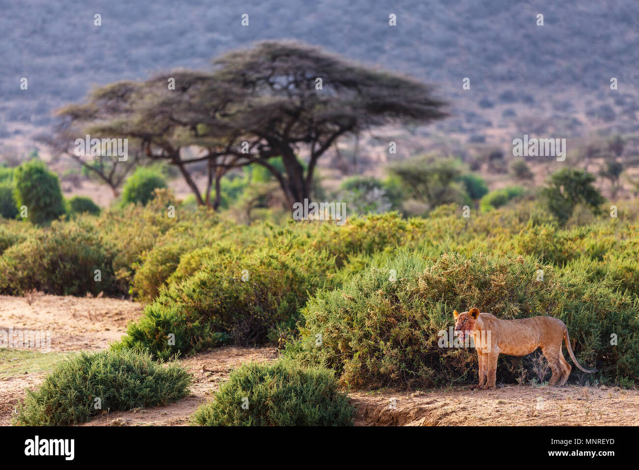 Young male lion after successful hunt in national reserve in Kenya Stock Photo