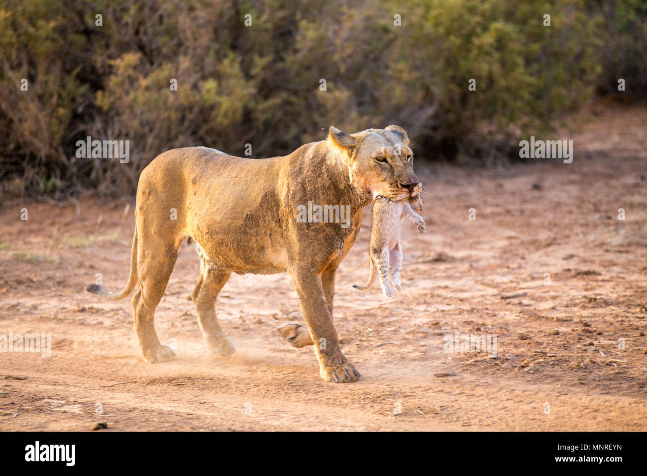 Lioness carrying cub in her mouth in national reserve in Kenya Stock Photo