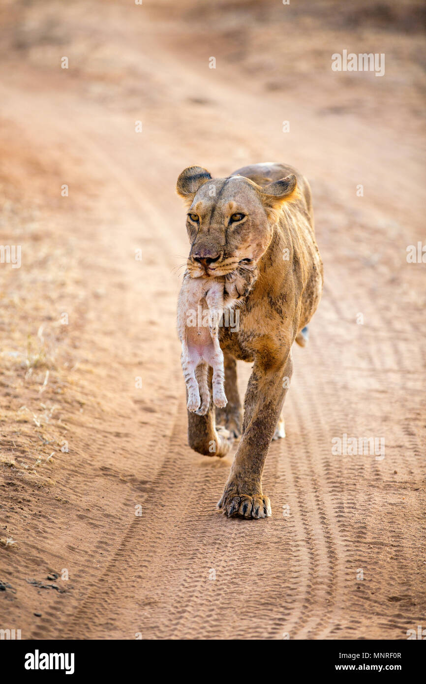 Lioness carrying cub in her mouth in national reserve in Kenya Stock Photo