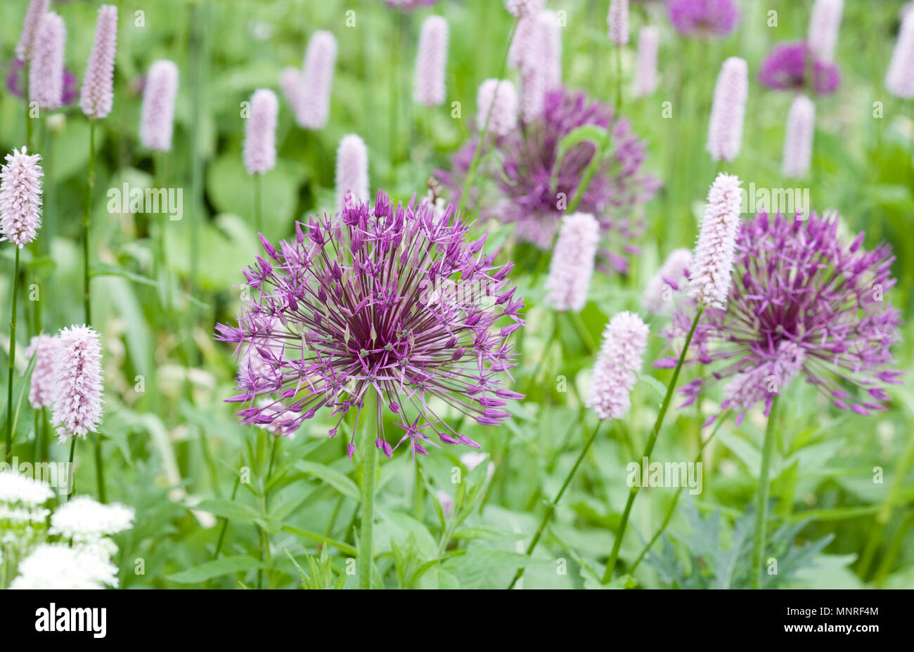 Purple onion flowers hi-res stock photography and images - Alamy