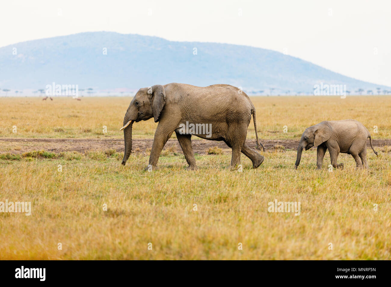 Elephants In Safari Park In Kenya Africa Stock Photo Alamy