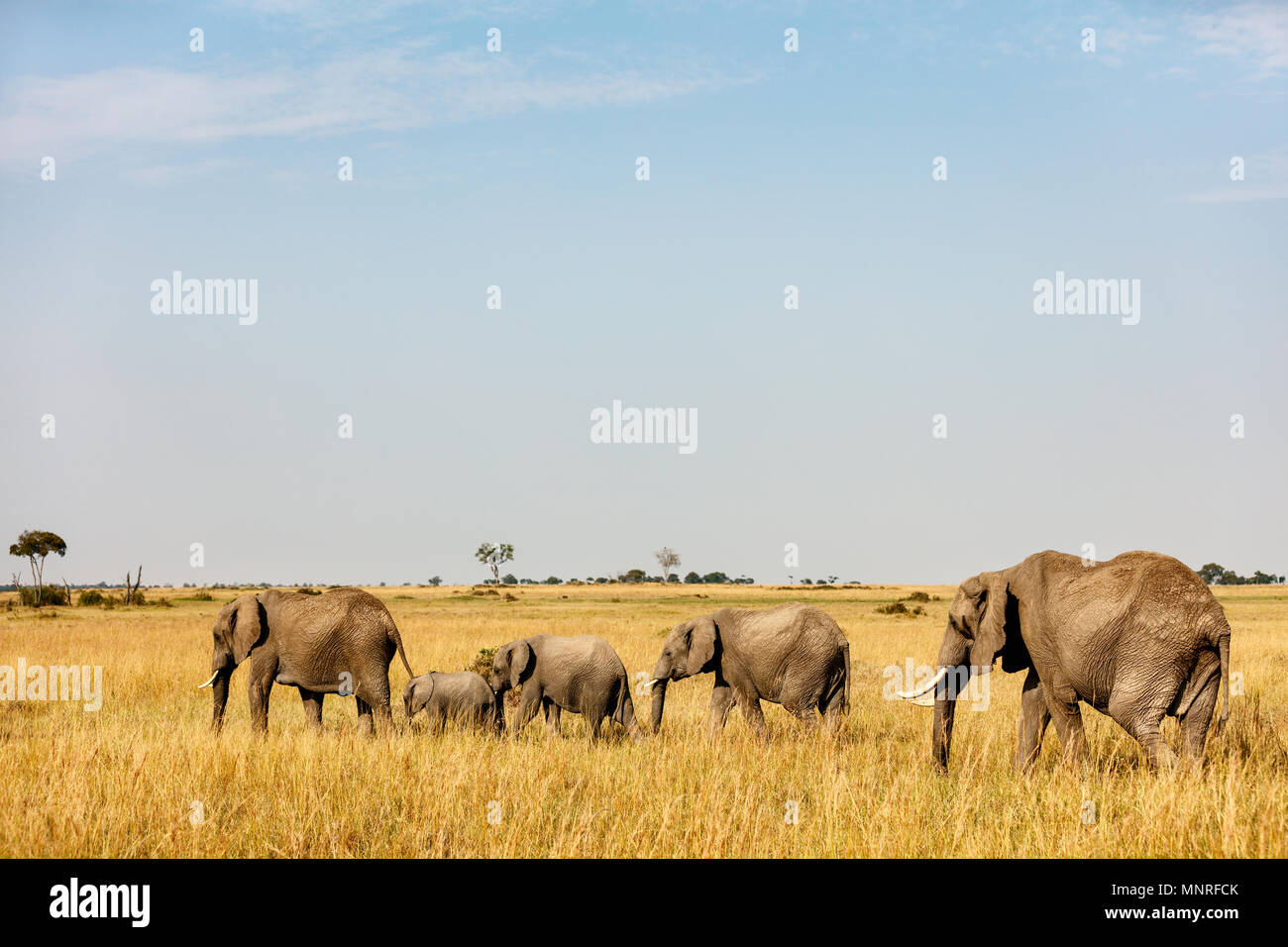 Elephants In Safari Park In Kenya Africa Stock Photo Alamy