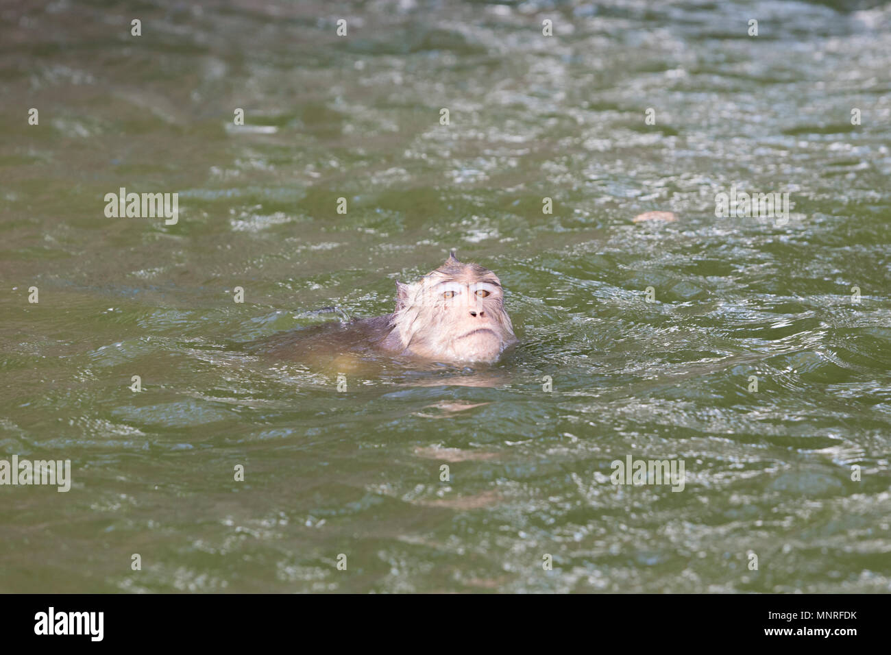 A monkey, macaca fascicularis, swimming, Thailand Stock Photo