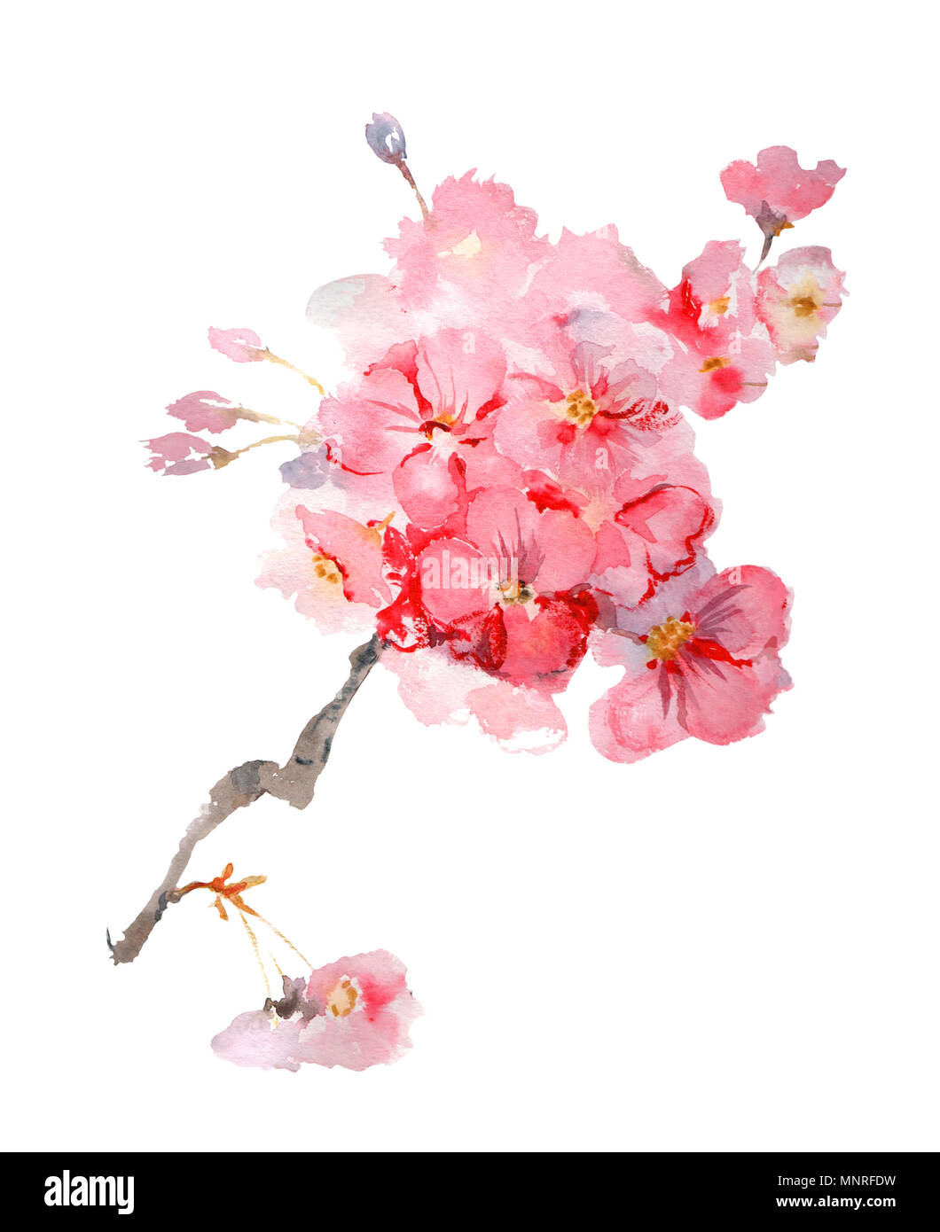 Lush blooming sakura branch watercolor illustration isolated on white ...