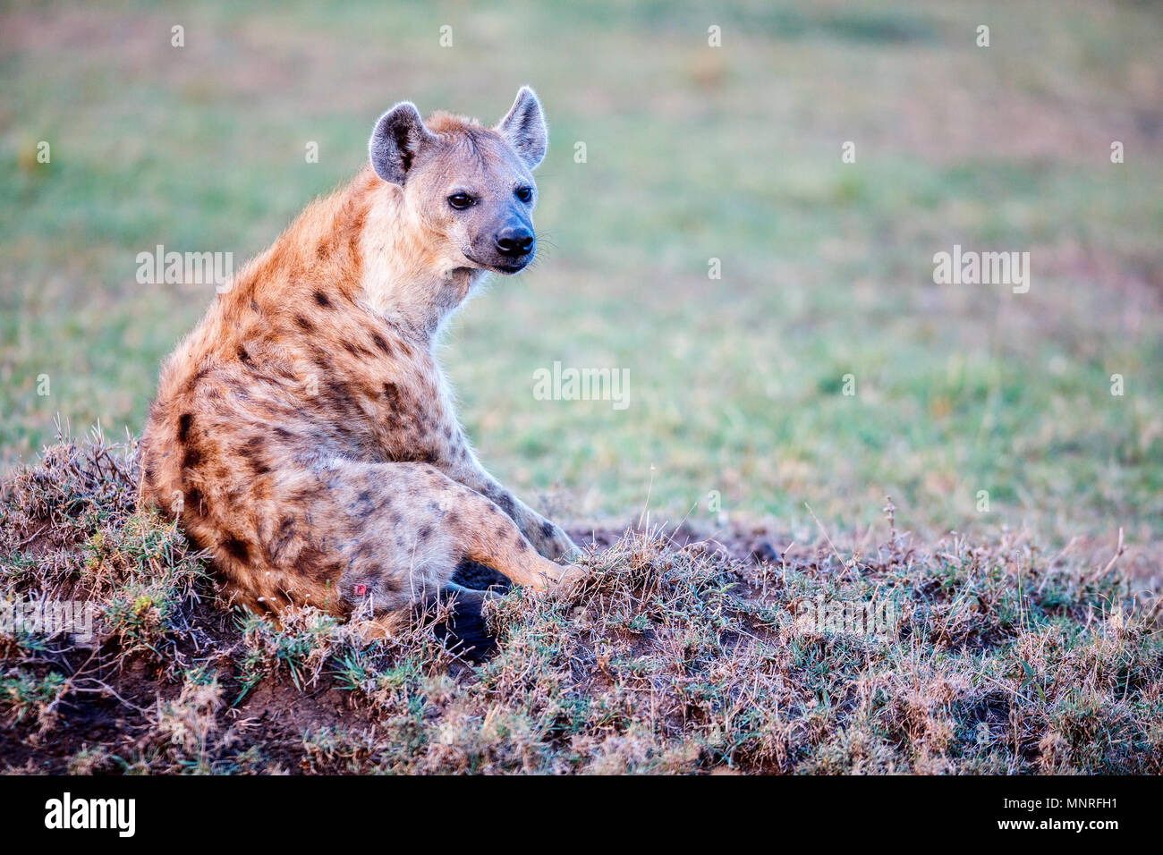 Hyena in safari park in Kenya Stock Photo