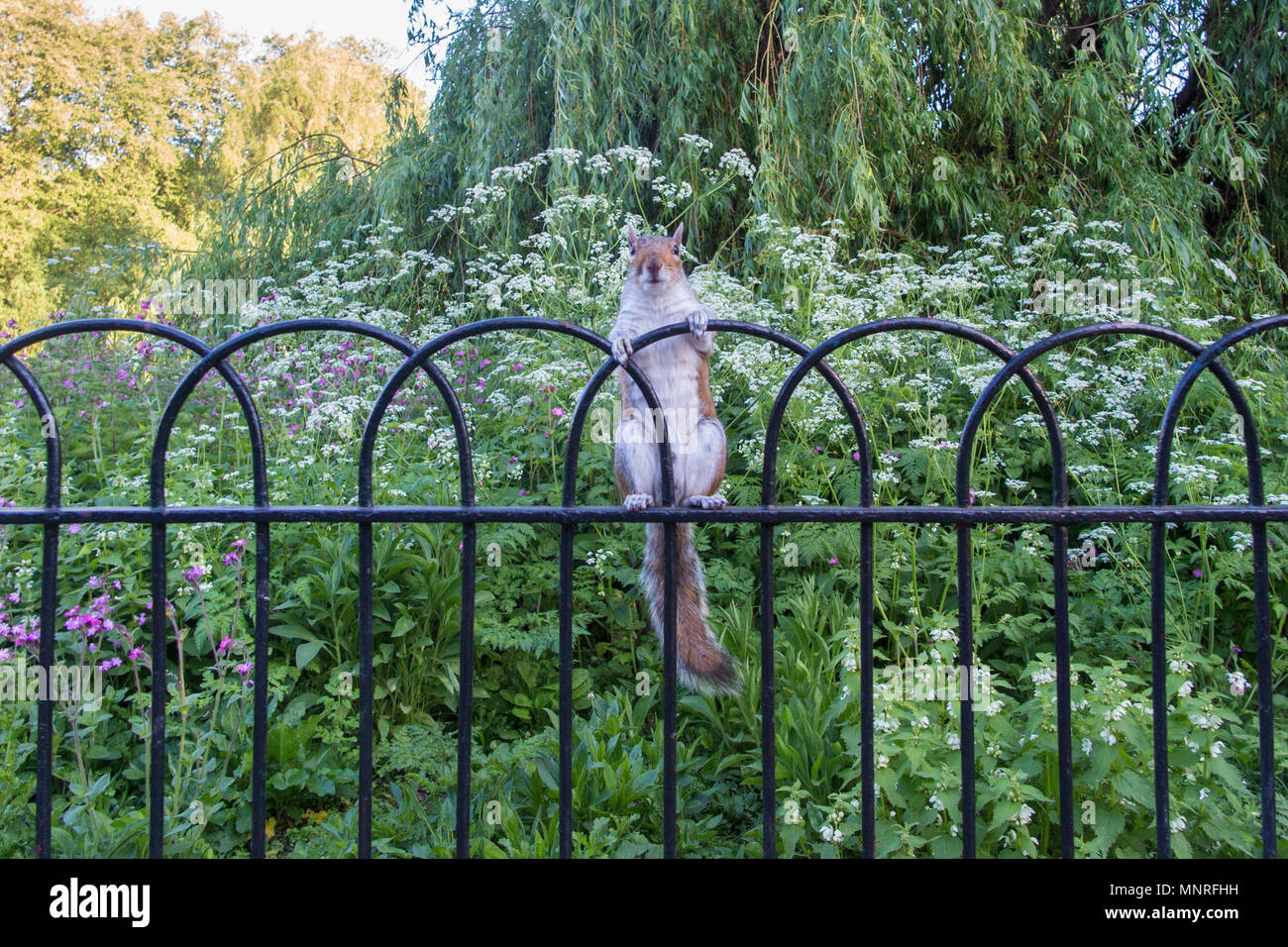 Hands gripping railings hi-res stock photography and images - Alamy