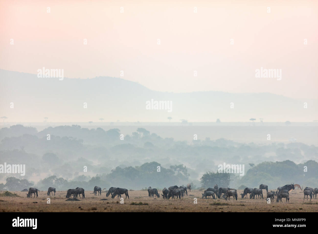 Wildebeests early morning in Masai Mara Kenya Stock Photo