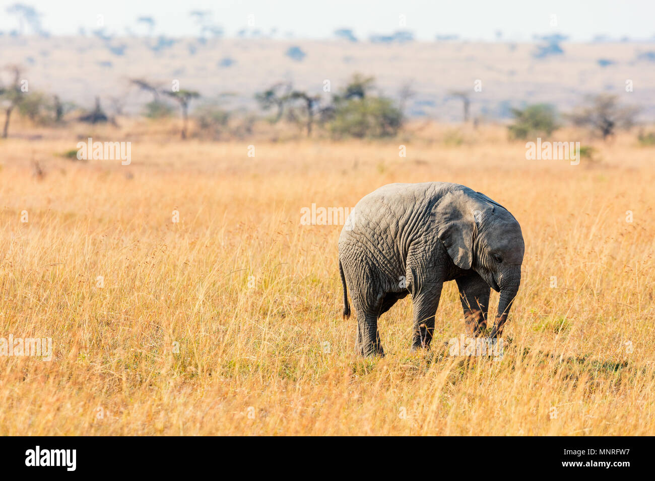 Close up of baby elephant in safari park Stock Photo