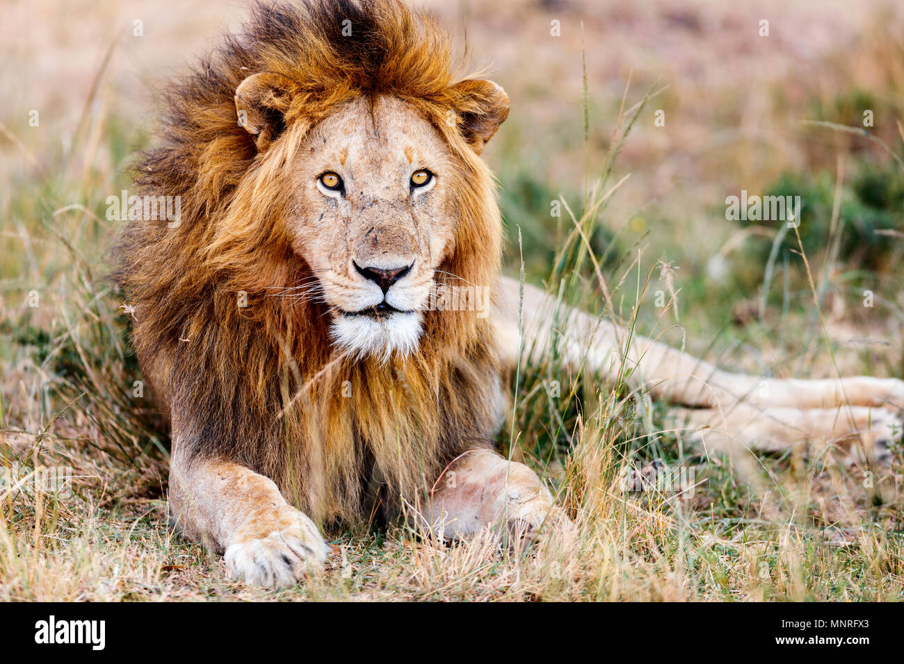 Male lion lying in grass in savanna in Africa Stock Photo