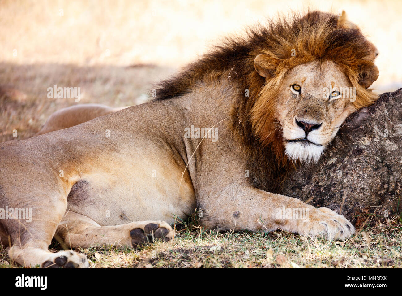 Male lion lying in grass in savanna in Africa Stock Photo