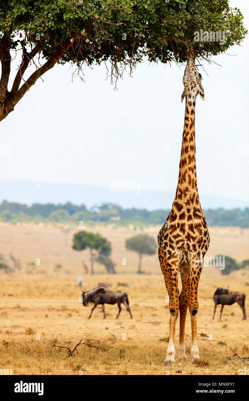 Giraffe in Masai Mara safari park in Kenya Africa Stock Photo