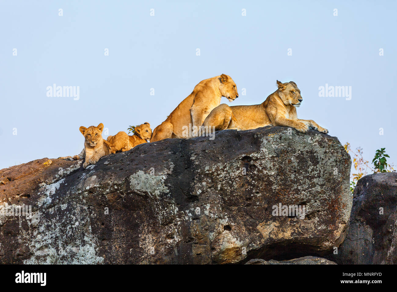Lion family on rocks in national reserve in Kenya Stock Photo
