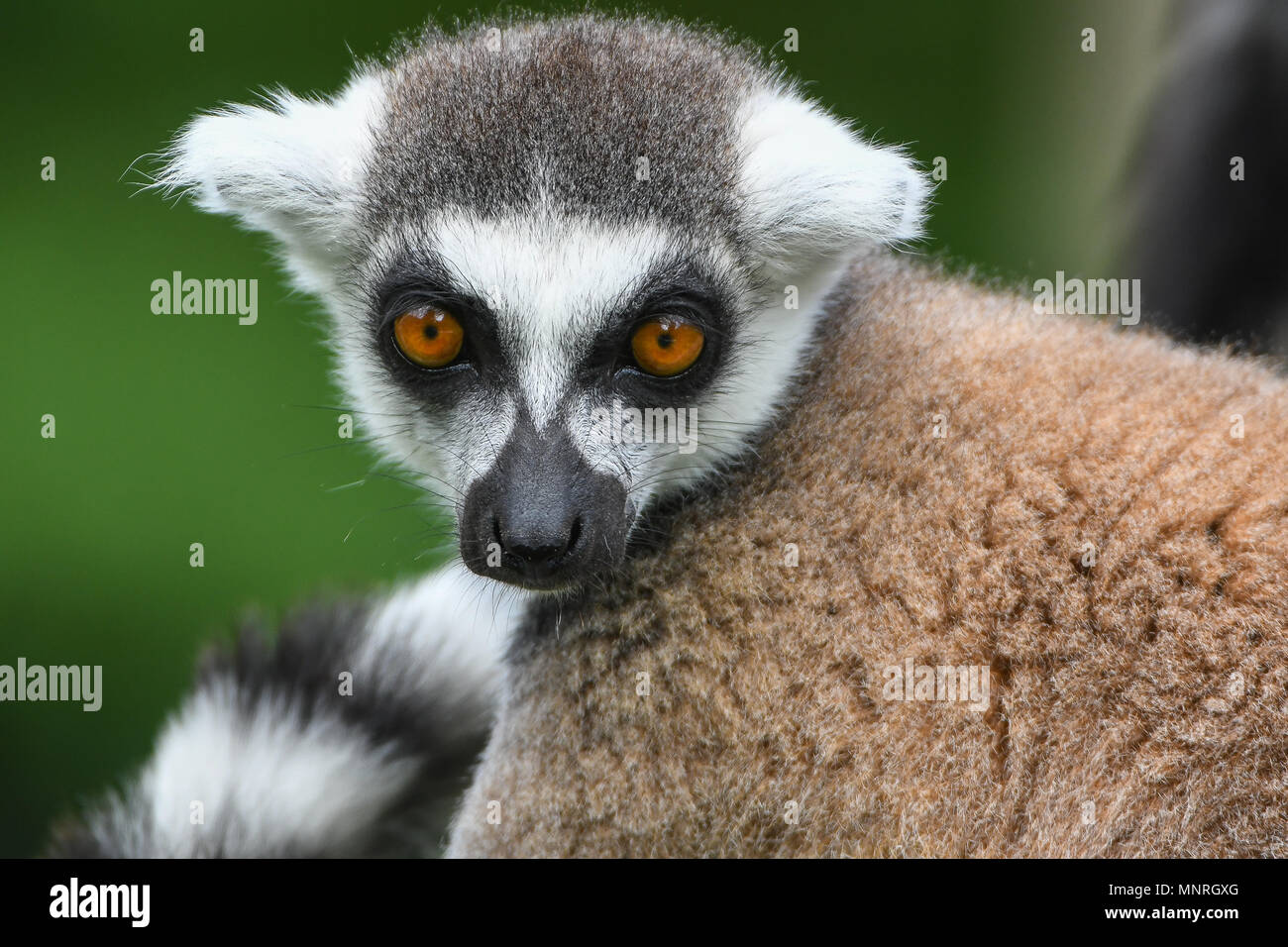 Katta, Lemur,Lemurenart,Lemur catta,Affe,Monkey,Ring-tailed lemur