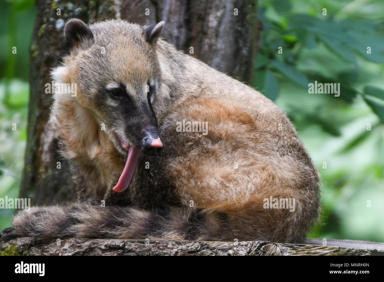 Bären bears Bär bear Panda Nasenbär Nasua coatis Lithographie Oken 1830