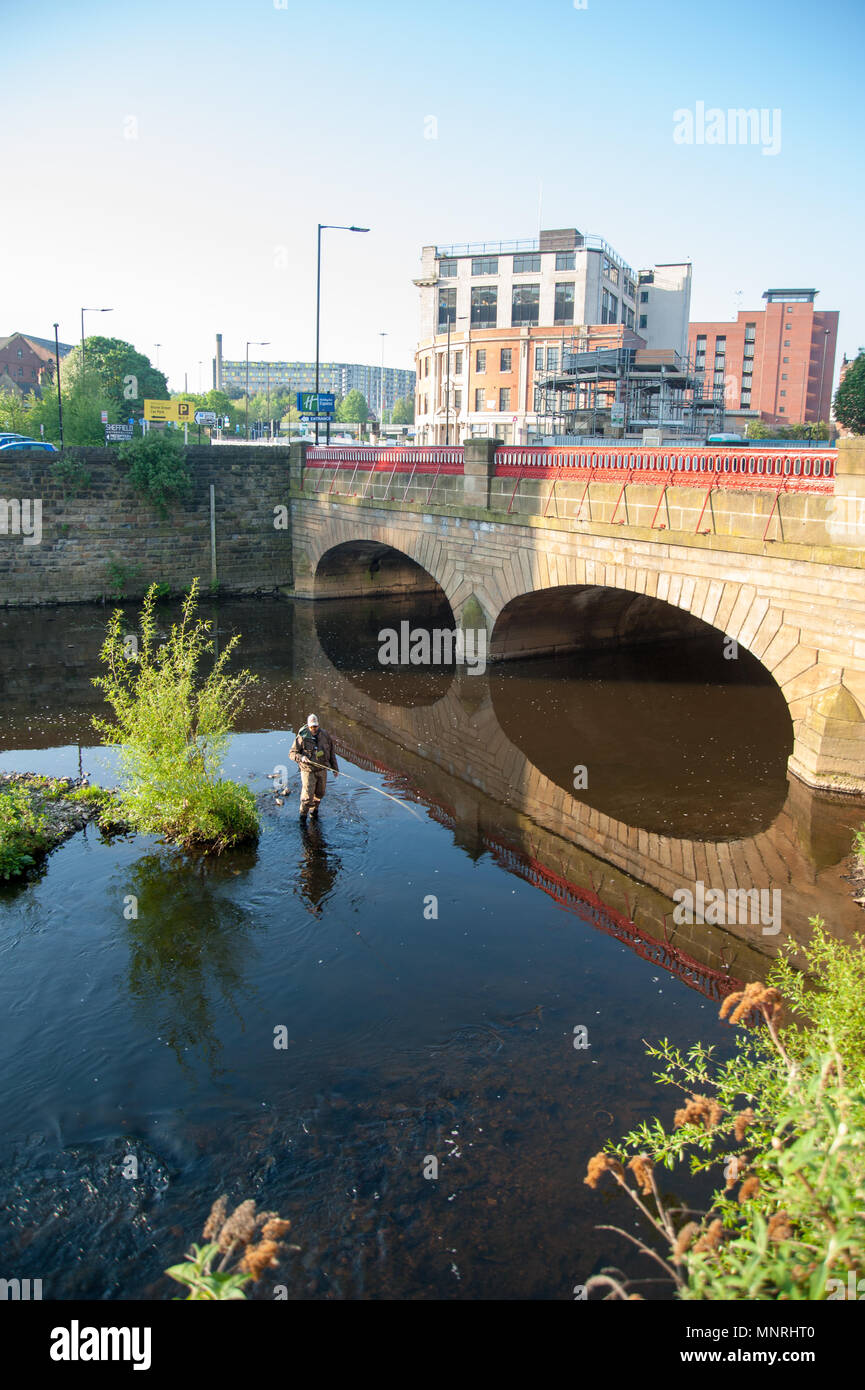 Fly Fishing on the River Don, Sheffield Stock Photo Alamy