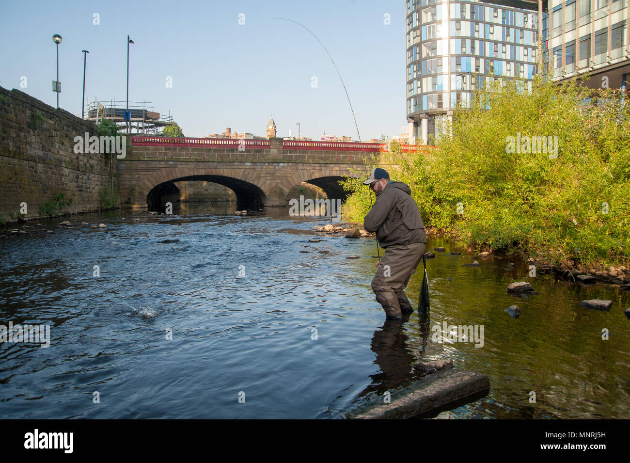 Fly Fishing on the River Don, Sheffield Stock Photo