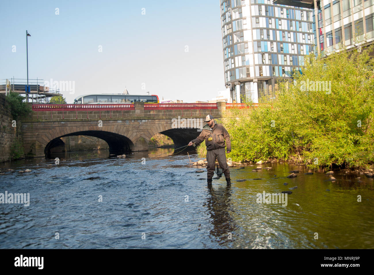 Fly Fishing on the River Don, Sheffield Stock Photo Alamy