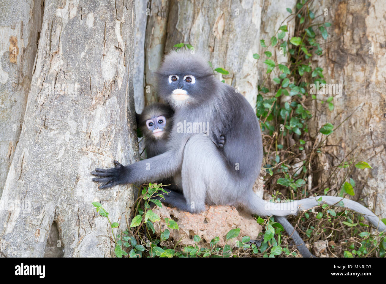 Langur monkey with baby, Trachypithecus obscurus, in the historical park of Khao Lommuak near Prachuap Khiri Khan,Thailand Stock Photo