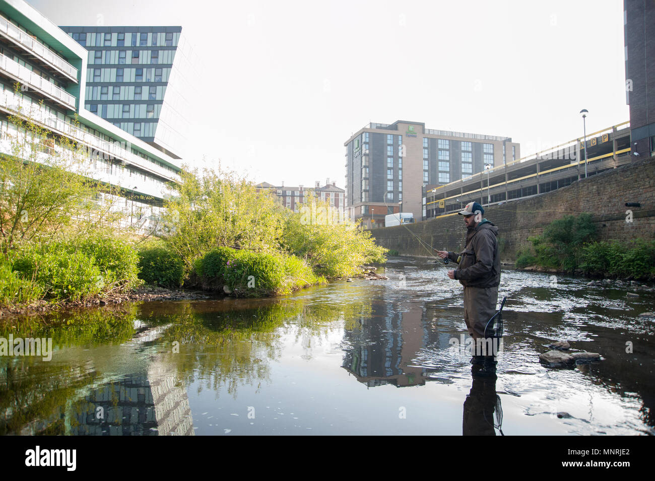Fly Fishing on the River Don, Sheffield Stock Photo
