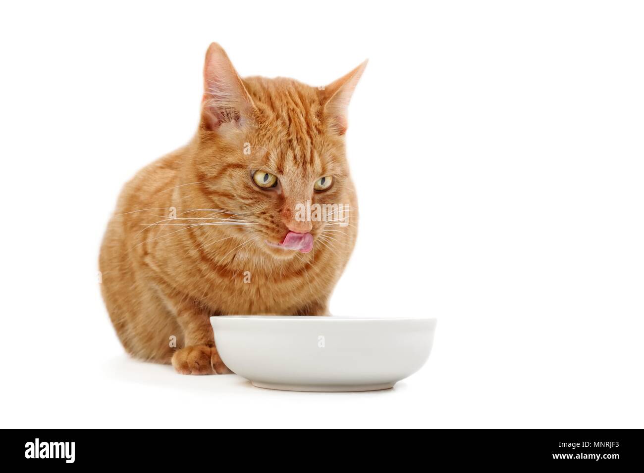Ginger cat licking his face next to a food dish Stock Photo Alamy