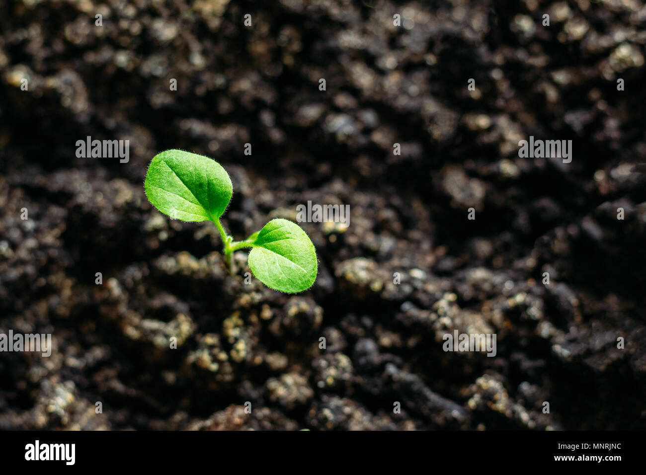 Aubergine seedlings hires stock photography and images Alamy