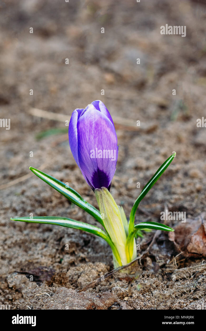 Crocus flower sprout with bud in the open ground Stock Photo Alamy