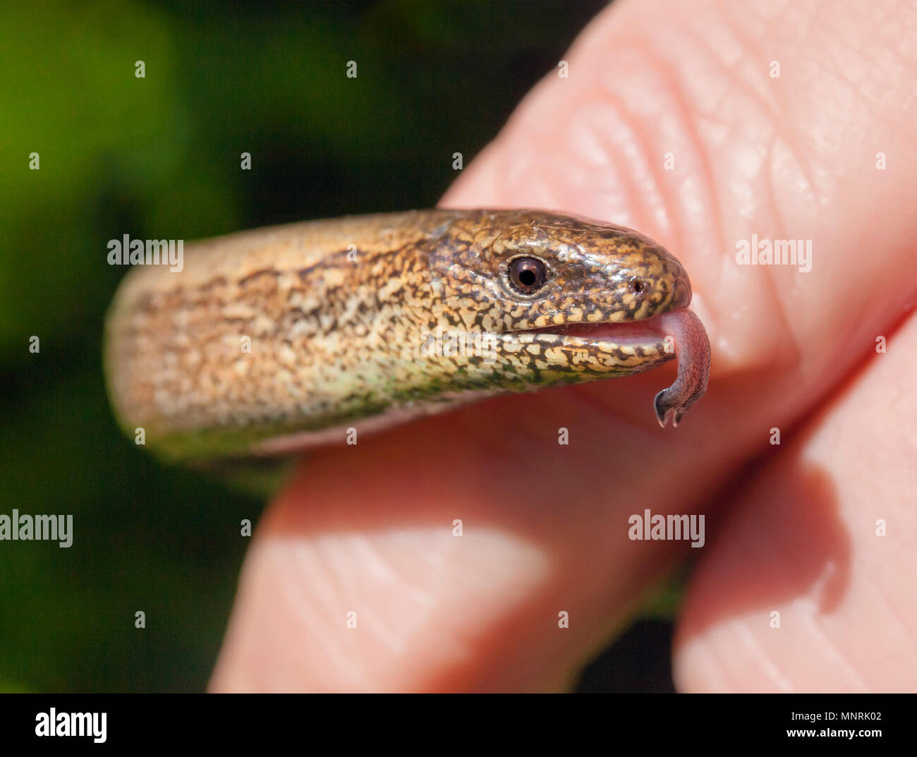 Slow Worm being handled. Stock Photo