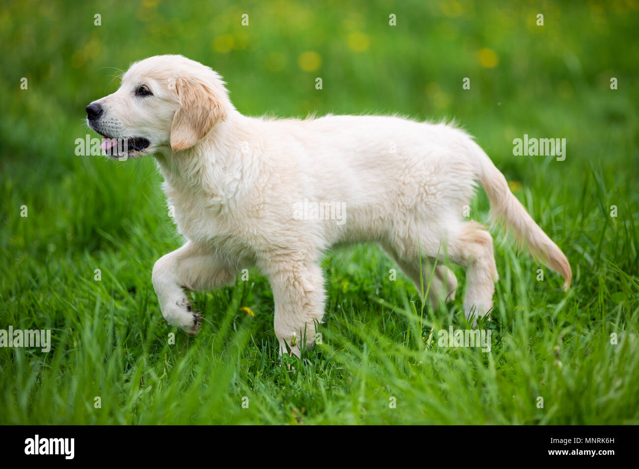 Golden retriever puppy in the grass Stock Photo - Alamy