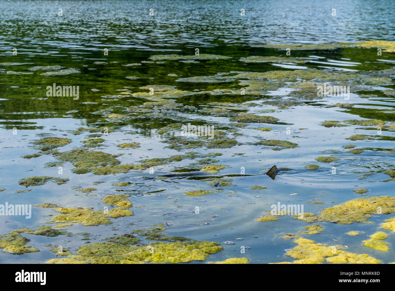 Freshwater fish like carp swimming in shallow lake water through submerged weeds, the fishes tail rising out of the water surface. Stock Photo