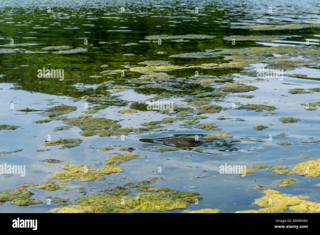 Freshwater fish like carp swimming in shallow lake water through submerged weeds, the fishes tail rising out of the water surface. Stock Photo