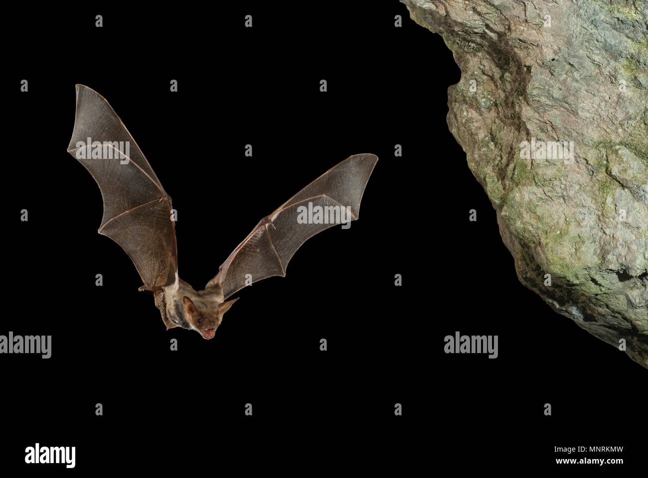 Bat buzzard, myotis myotis, flight in his cave Stock Photo