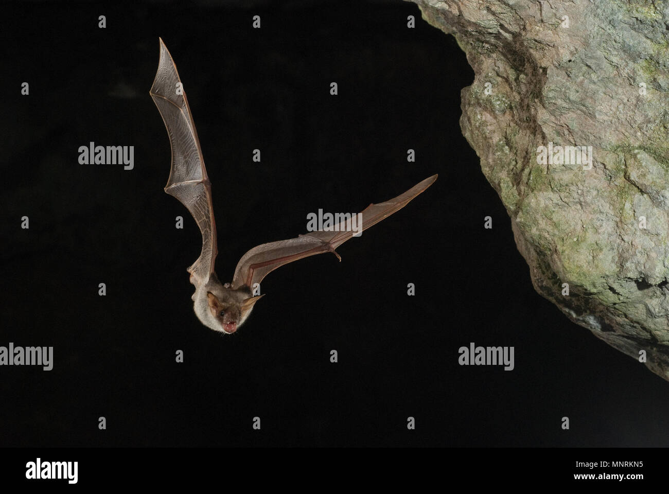 Bat buzzard, myotis myotis, flight in his cave Stock Photo