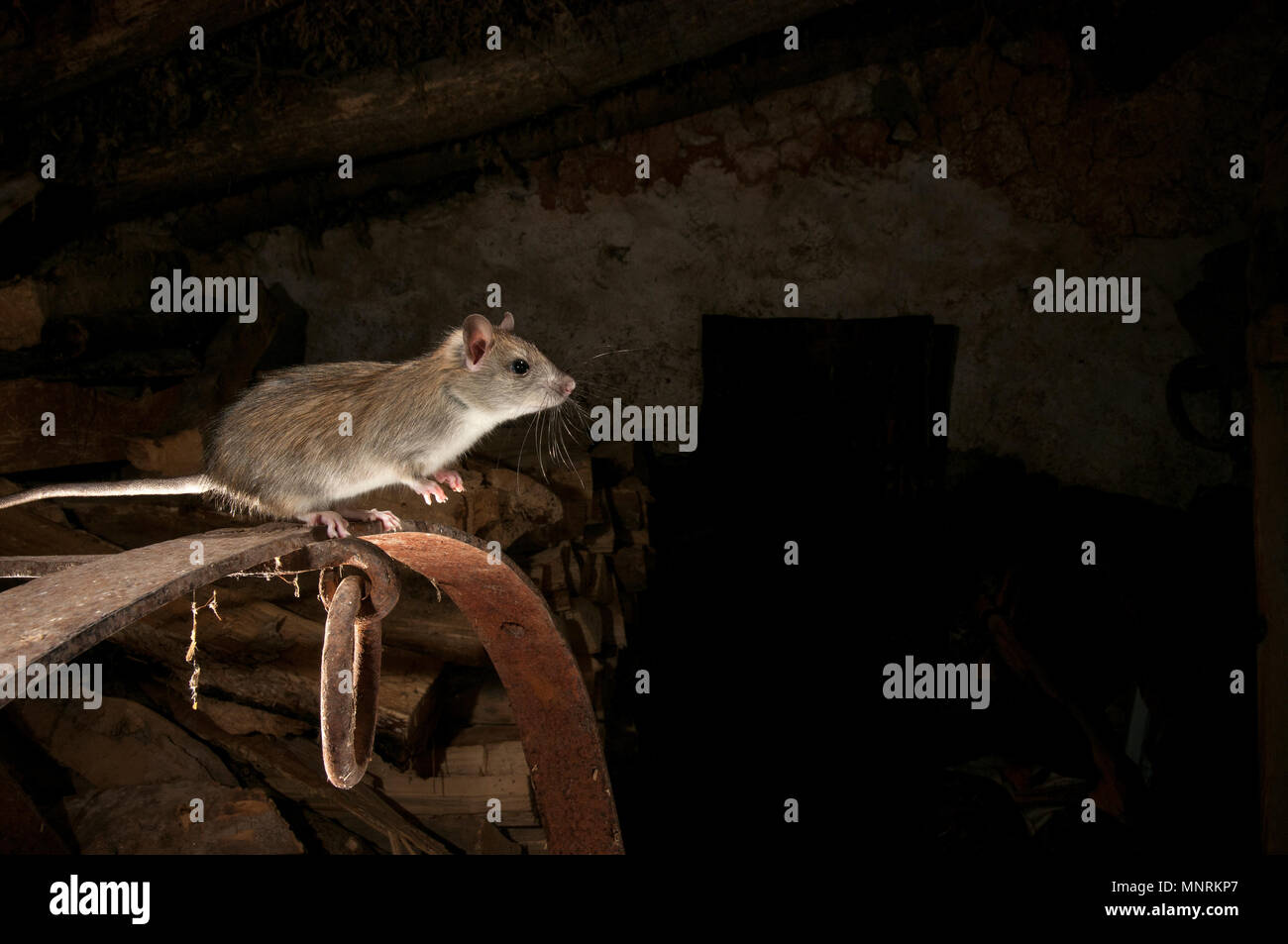 Black rat or field rat Portrait in an old haystack, Rattus rattus