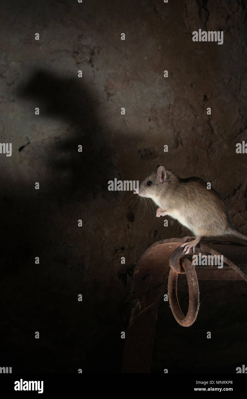 Black rat or field rat Portrait in an old haystack, Rattus rattus